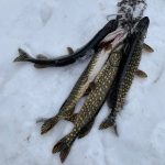 great ice fishing on carpenter lake